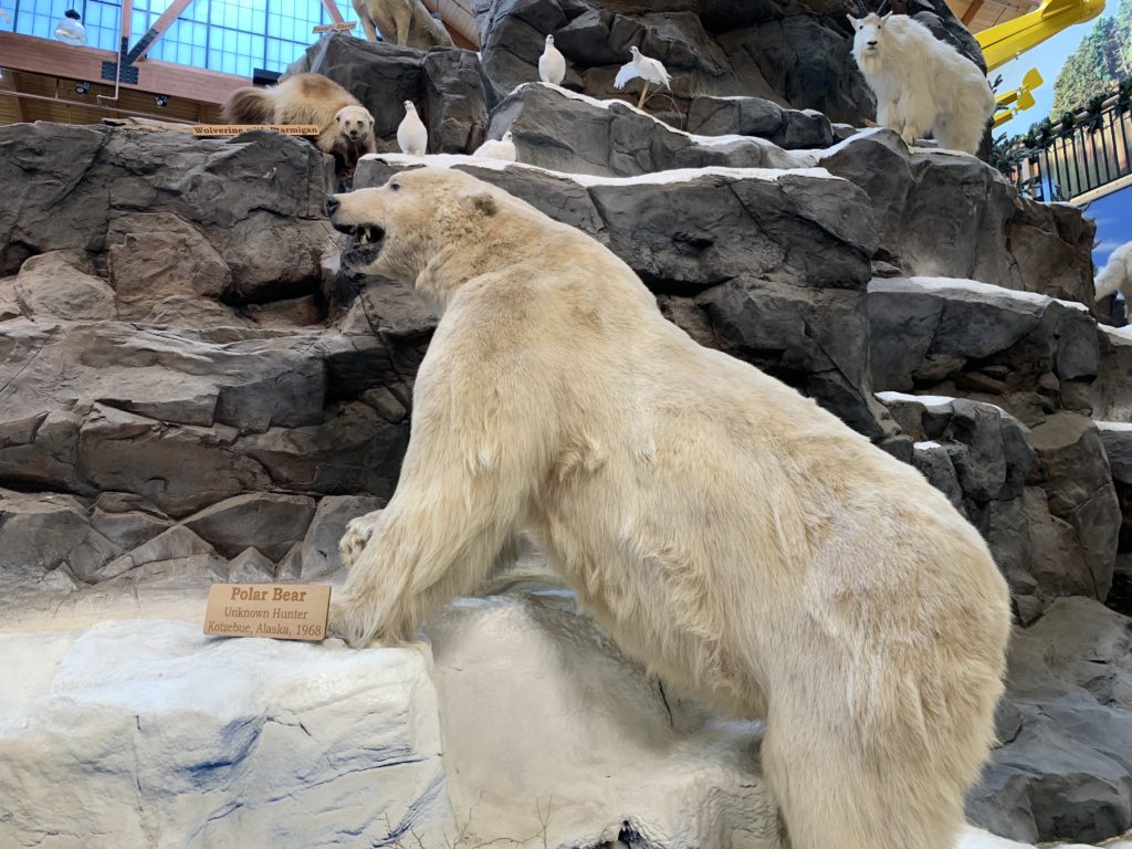 Polar Bear at Cabelas Rogers MN