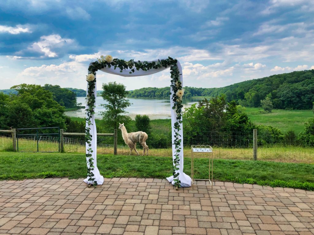 Wedding venue with lake and llama in background