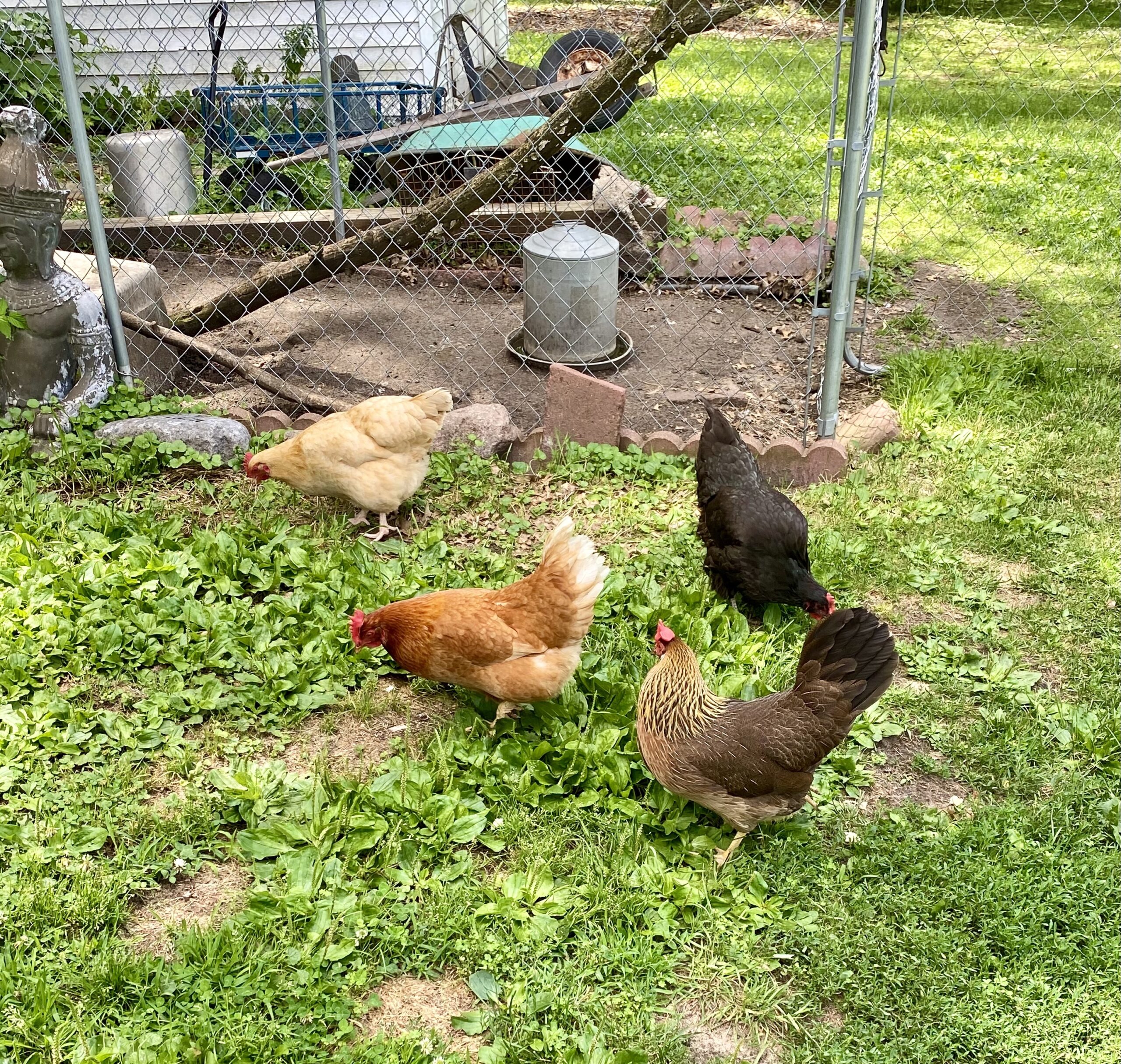 Four chickens in a back yard